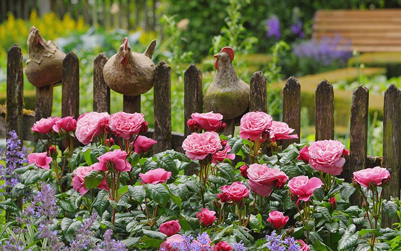5 Tipps für Rosenneulinge 5 Tipps für Rosenneulinge